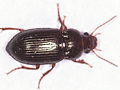 Amara apricaria